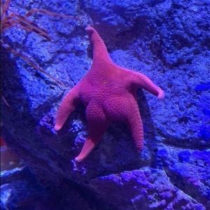 Meet your Posher, Isaac